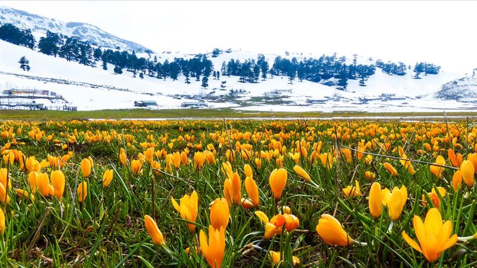Karla kaplı Toroslar çiğdemlerle renklendi