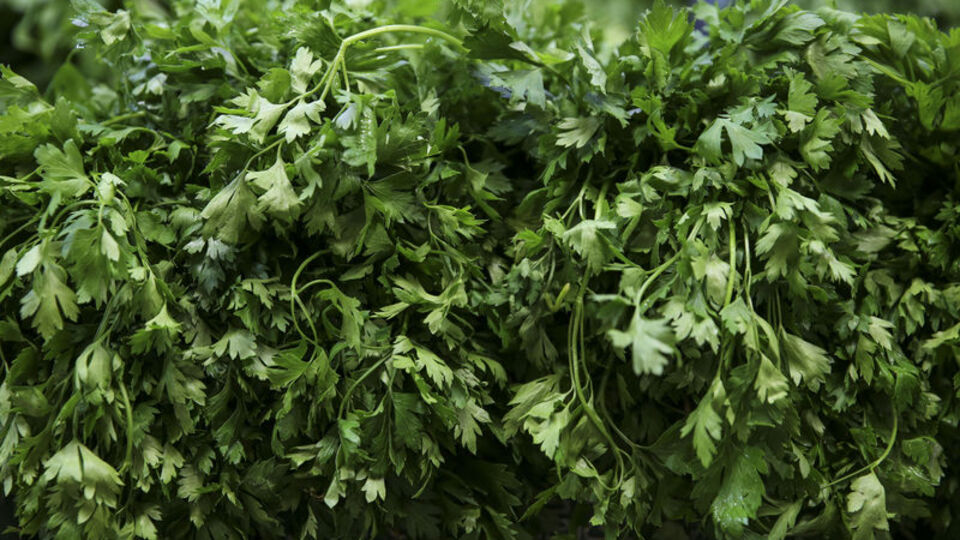 Maydanozun faydaları ve zararları nelerdir?