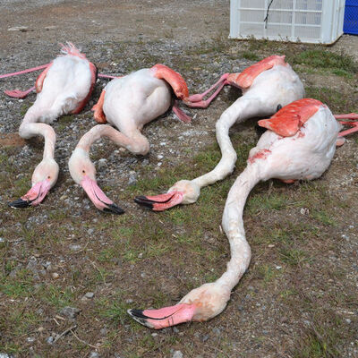 Aksaray'da 4 flamingo öldürüldü