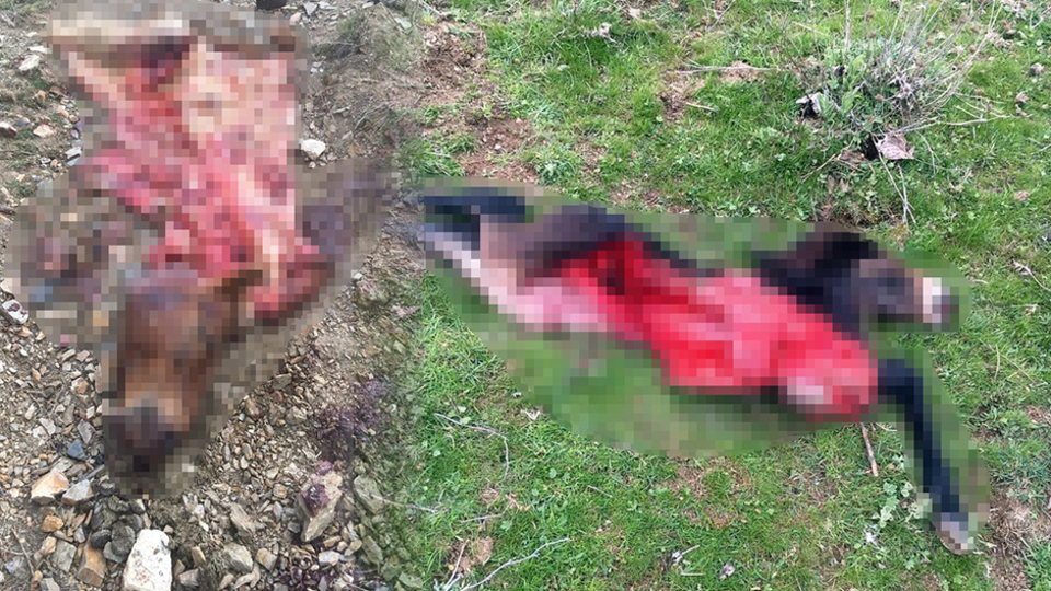 Tüfekle katlettiler, parçalayıp satacakken yakalandılar