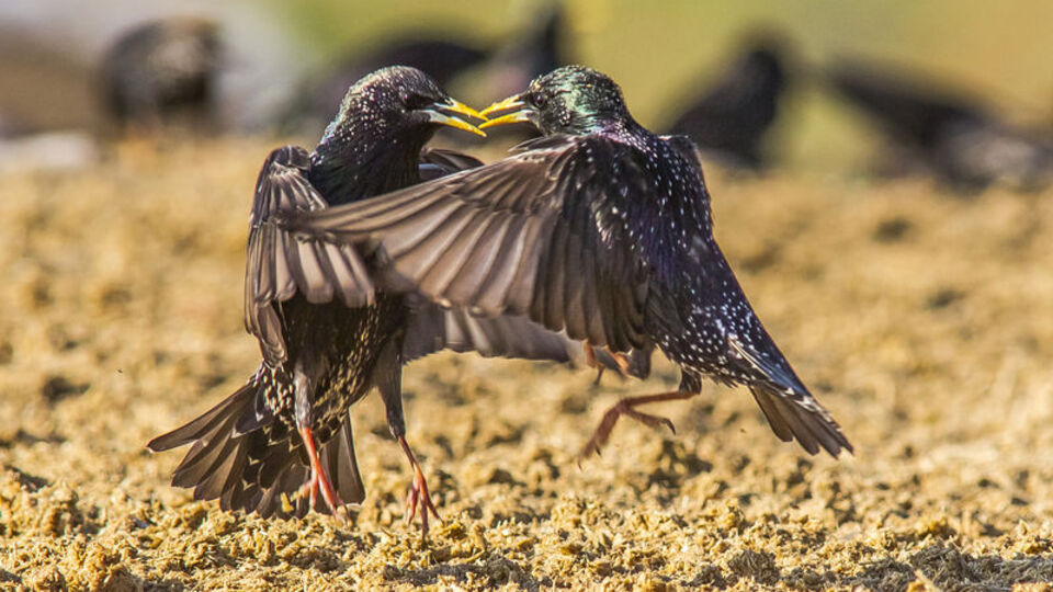 Yırtıcı kuşların yaşam mücadelesi