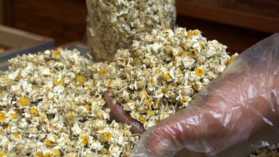 Dikkat! Papatya diye alıyorsunuz ama...