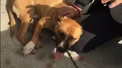 Köpeği bağlayıp sürükledi! Kendini böyle savundu