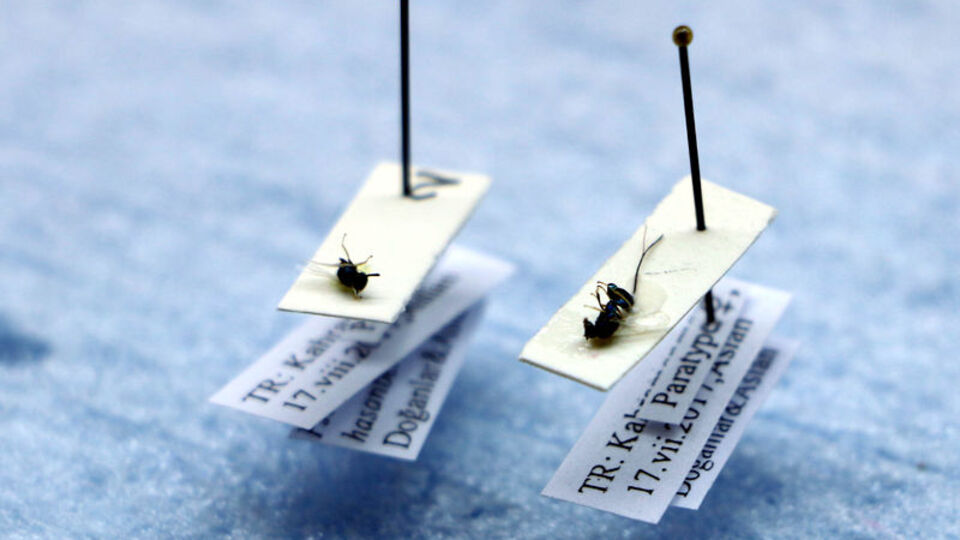 İki yeni böcek türü bulundu