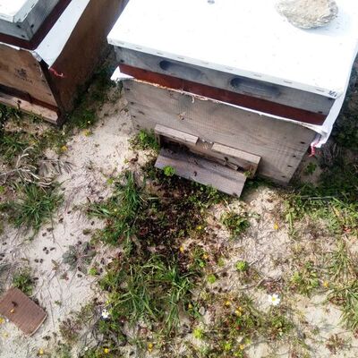 Arıcılar şokta! 24 saatte binlercesi yok oldu