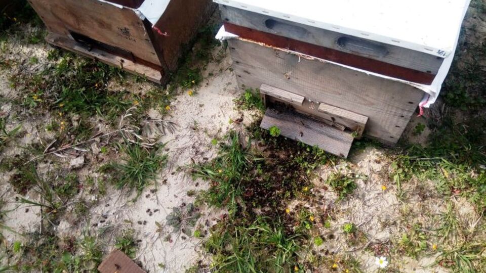 Arıcılar şokta! 24 saatte binlercesi yok oldu