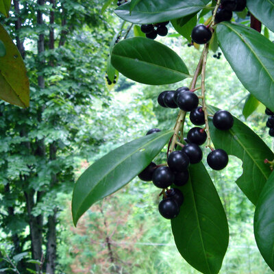 "Ordu fındıktan sonra artık bu meyve ile tanınacak"