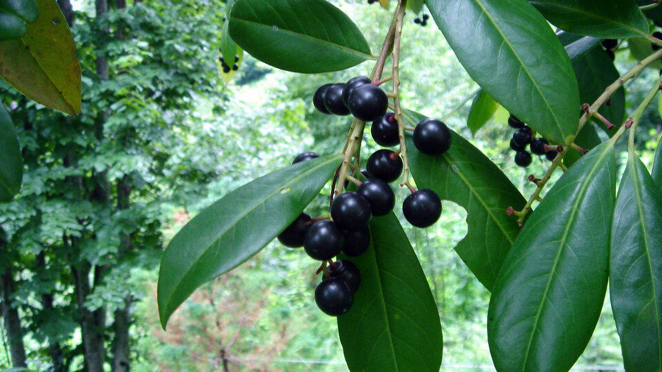 "Ordu fındıktan sonra artık bu meyve ile tanınacak"