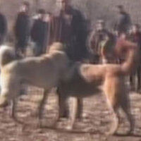 Kırıkkale'de köpek dövüşüne ceza