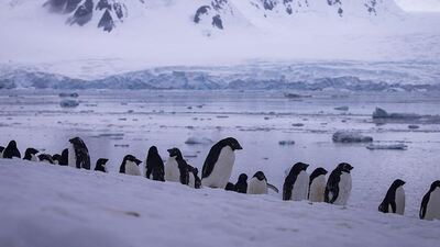 Binlerce yavru penguen boğulmuş!