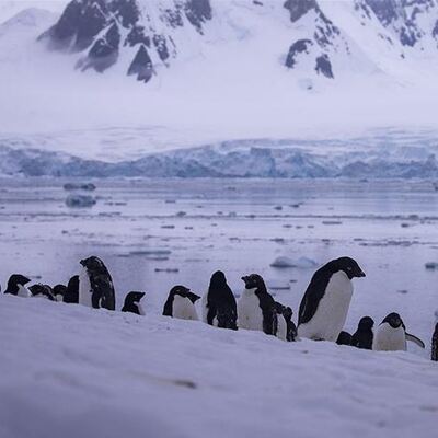 Binlerce yavru penguen boğulmuş!