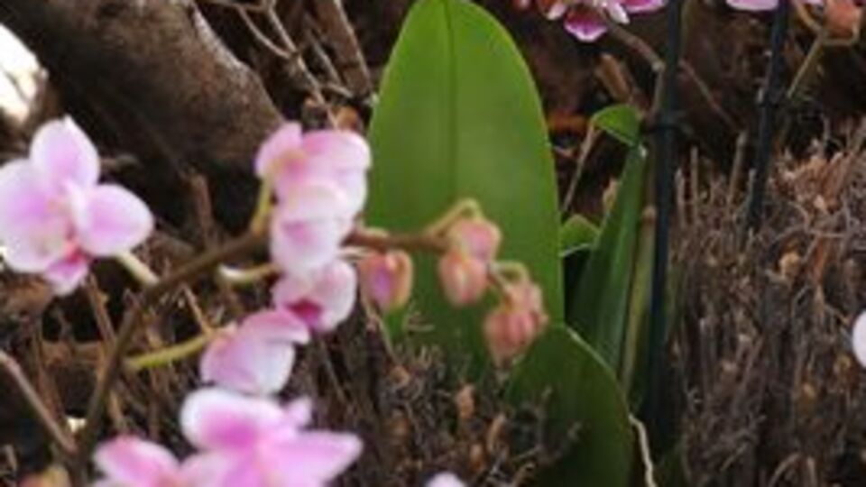 Burdur'da Tayvan orkidesi!