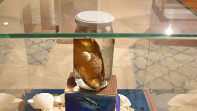 Türkiye'de bir ilk! Cam kavanozda saklanıyor