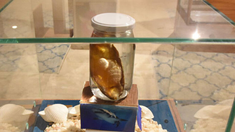 Türkiye'de bir ilk! Cam kavanozda saklanıyor