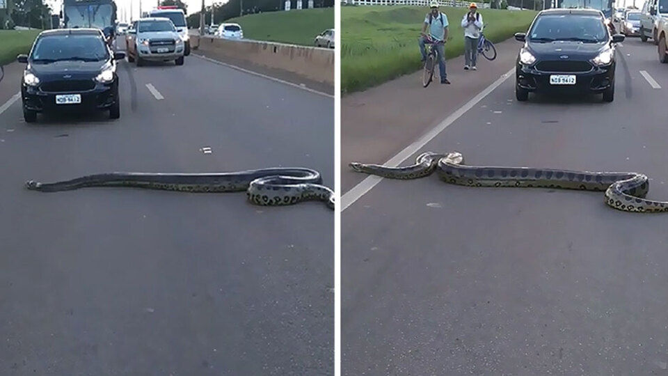 3 metrelik dev anakonda için seferber oldular!