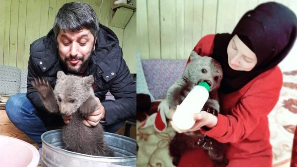 Ayı yavrusu halkın neşesi oldu