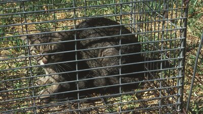 Katliam! 2 milyon kediye zehirli sosis!