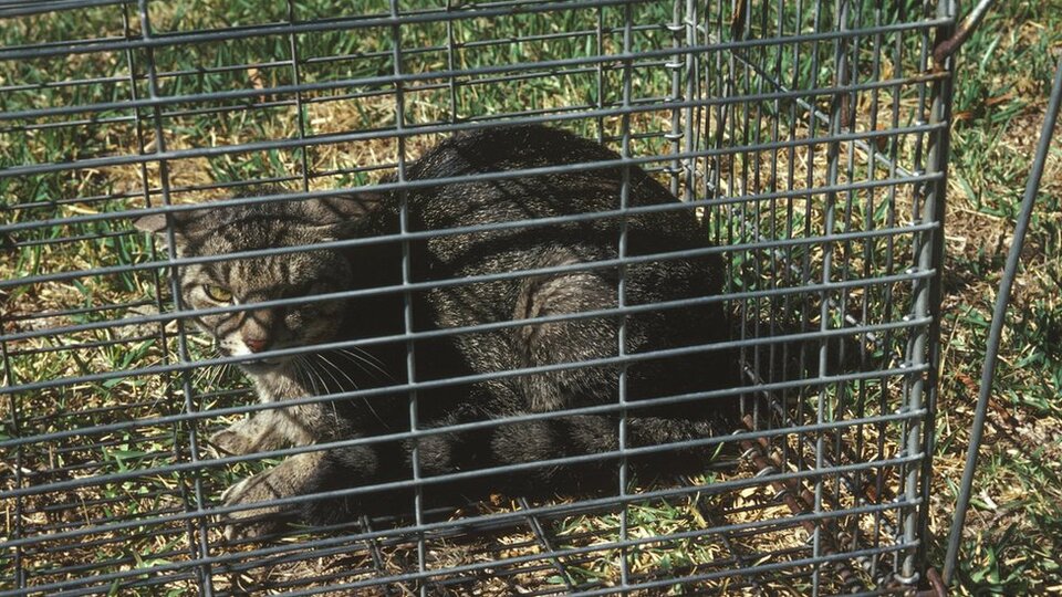 Katliam! 2 milyon kediye zehirli sosis!