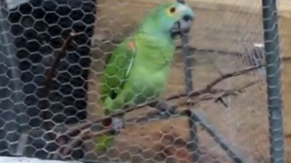 Brezilya'da polis baskını sırasında sahibini uyaran papağana gözaltı