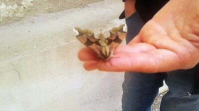 Göz kamaştırdı! İşte komando kelebek!