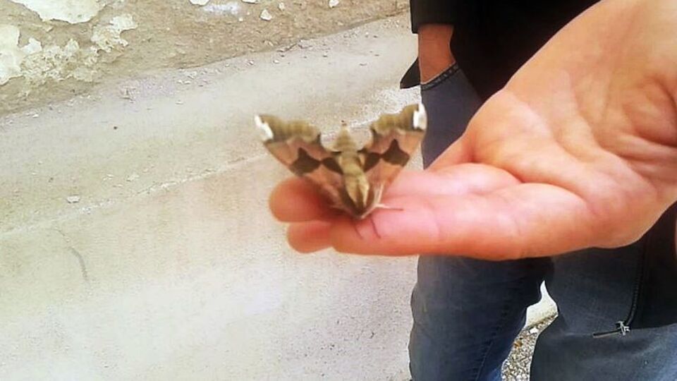 Göz kamaştırdı! İşte komando kelebek!