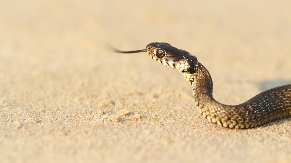 Oğlunun sorusu ilham verdi!