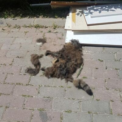 Kedi evini içindeki kediyle yaktılar!