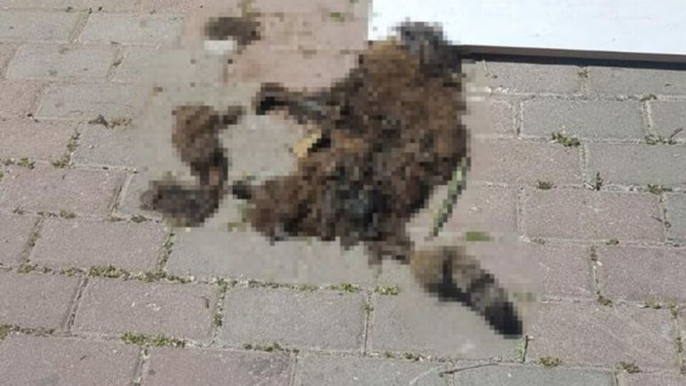 Kedi evini içindeki kediyle yaktılar!