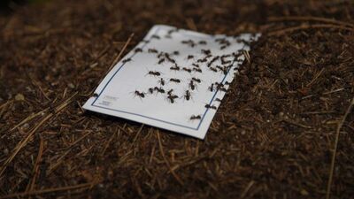 Ağaçları kurtarmak için karınca kararınca!