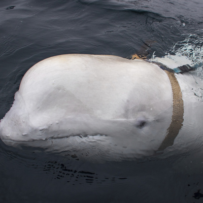 'Beyaz balina Rus casusu olabilir'