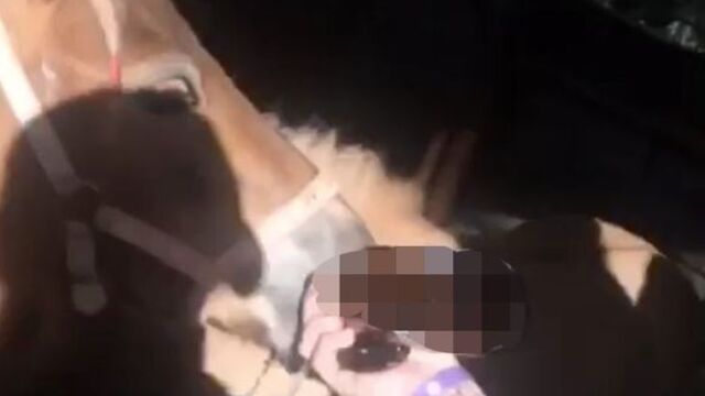 Macera parkında rezalet! Midilliye içirdiler