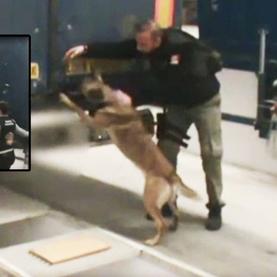 Dedektör köpek 'Maylo' oyunu bozdu!