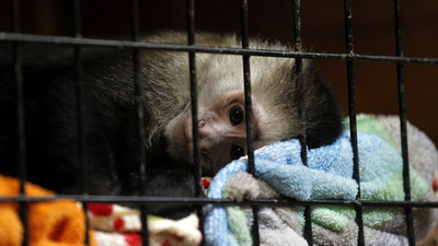 Casus olarak kullanılan hayvanlar