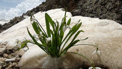 Karlar eriyince ortaya çıktı
