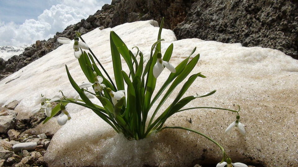 Karlar eriyince ortaya çıktı