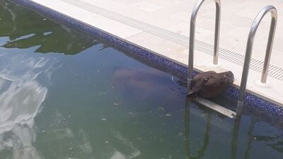 Bodrum'da lüks sitenin havuzunda böyle bulundu