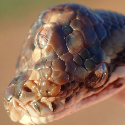 Görenler hayrete düştü... 3 gözlü yılan!