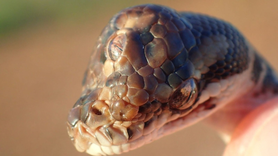 Görenler hayrete düştü... 3 gözlü yılan!