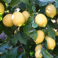 Nisan ayının şampiyonu limon