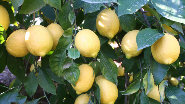 Nisan ayının şampiyonu limon