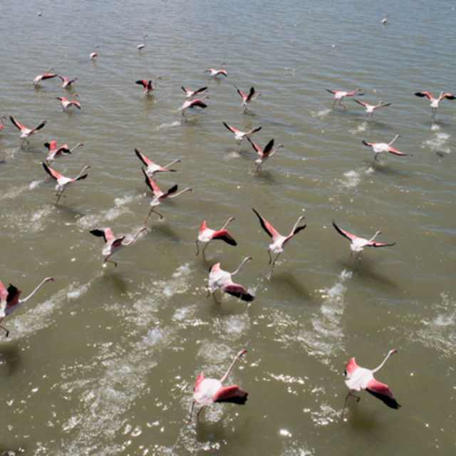 20 bin flamingo kuluçkaya yattı