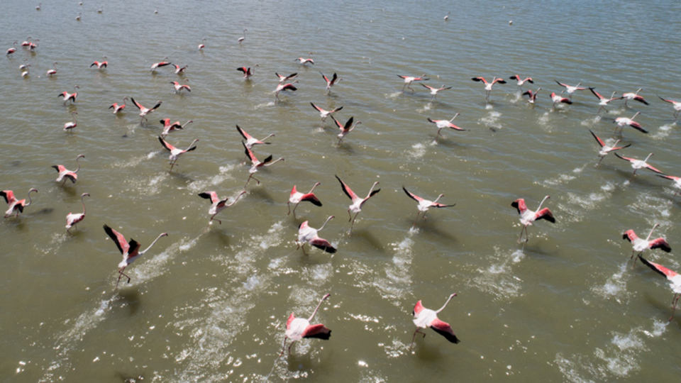 20 bin flamingo kuluçkaya yattı