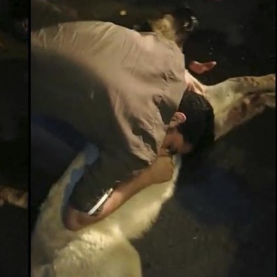 Çarptığı köpeği kurtarmak için her şeyi yaptı