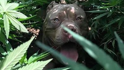 Esrar serasına pitbull ile koruma!