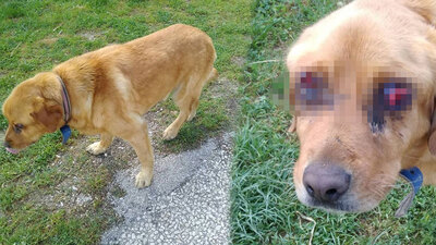 Yer Tokat... Bulun bu canileri!