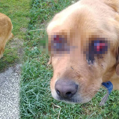 Yer Tokat... Bulun bu canileri!