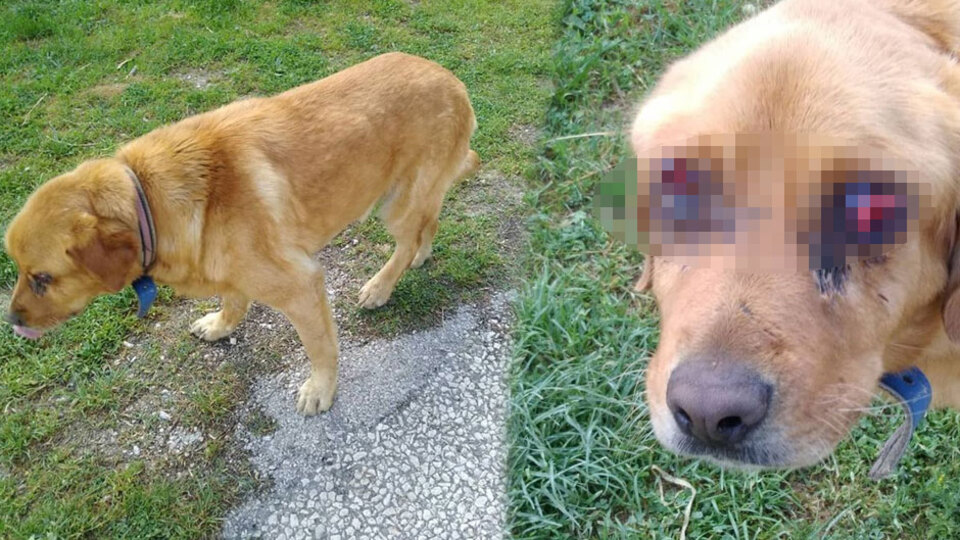 Yer Tokat... Bulun bu canileri!