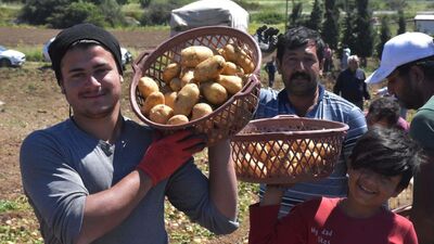 Turfanda patates yüzleri güldürdü