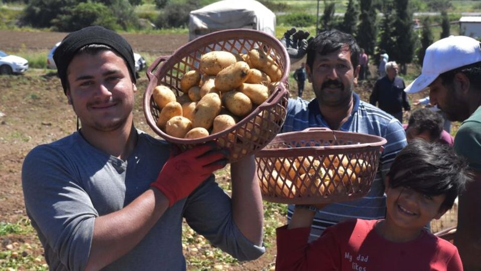 Turfanda patates yüzleri güldürdü