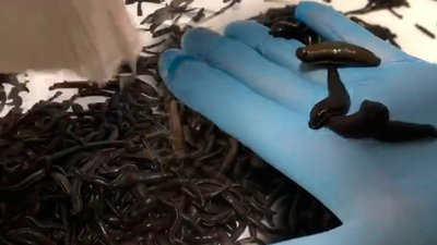 400 gelincik derisi, 25 bin sülük!